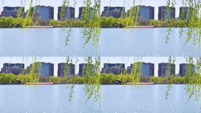 北京春天玉渊潭公园湖面蓝天柳树风光