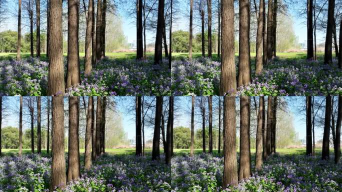 春天水杉森林的二月兰花海治愈风光