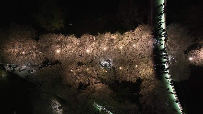 夜晚无人机航拍浙江省宁波市鄞州区樱花公园
