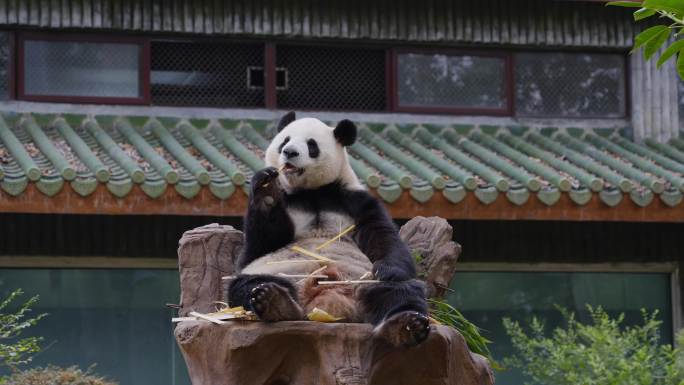 2024最新广州动物园大熊猫雅一星一