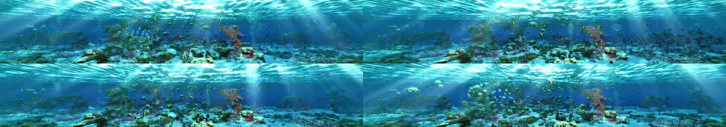 马尔代夫明亮热带鱼海底世界循环氛围