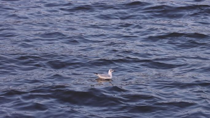 昆明滇池西伯利亚红嘴海鸥