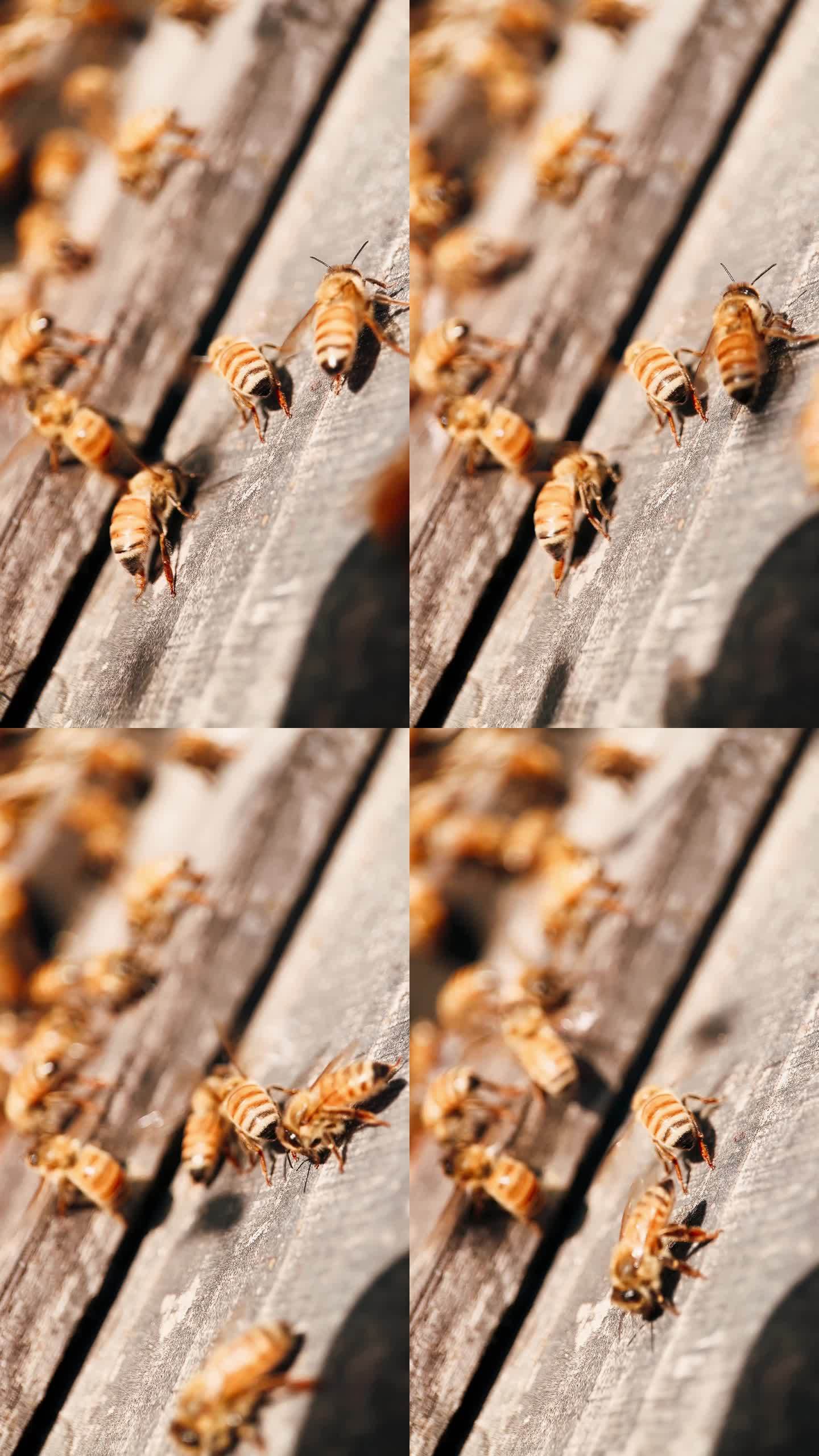 蜂箱门口的蜜蜂特写