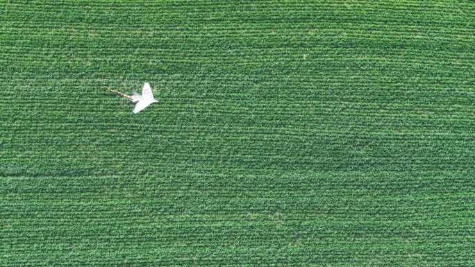 4K原素材-清明时节、绿色田野放飞风筝