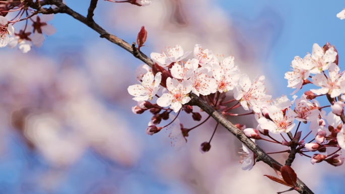 樱花 杏花 春暖花开