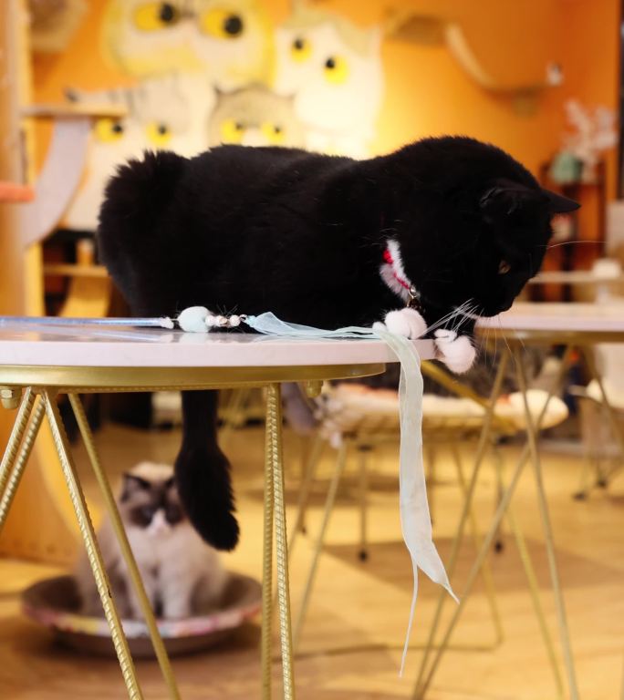 黑色田园猫宠物猫萌宠在桌上讨要猫条吃4k