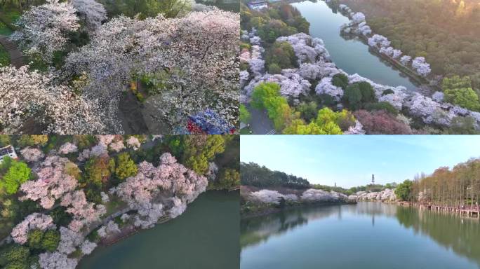 湖南省植物园樱花 阳光 春天
