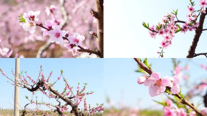 桃花林 桃花 山桃花朵 桃花源 桃花