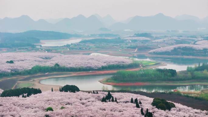 4K航拍贵州安顺平坝樱花自然风景