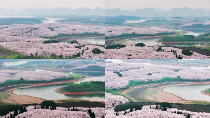 4K航拍贵州安顺平坝樱花自然风景