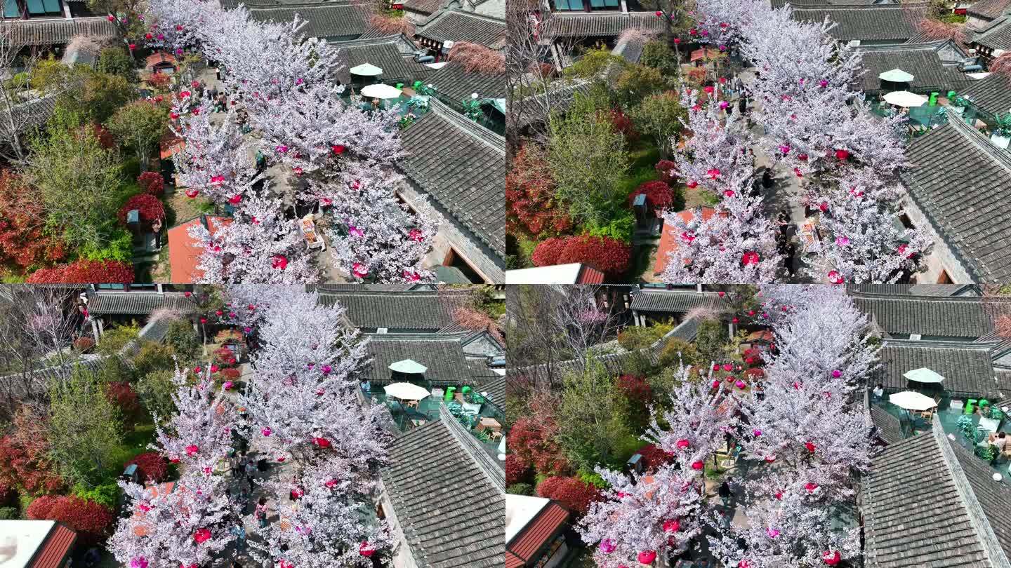 春天古建筑樱花与灯笼航拍徐州市回龙窝