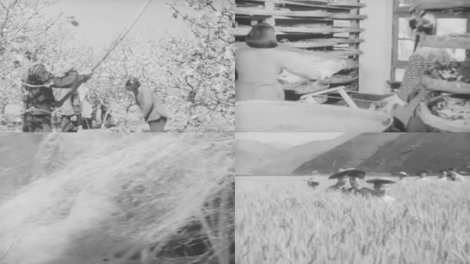 60年代农村果园养蚕收割视频