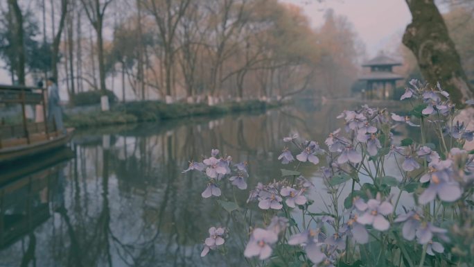 春天杭州茅家埠河边花开