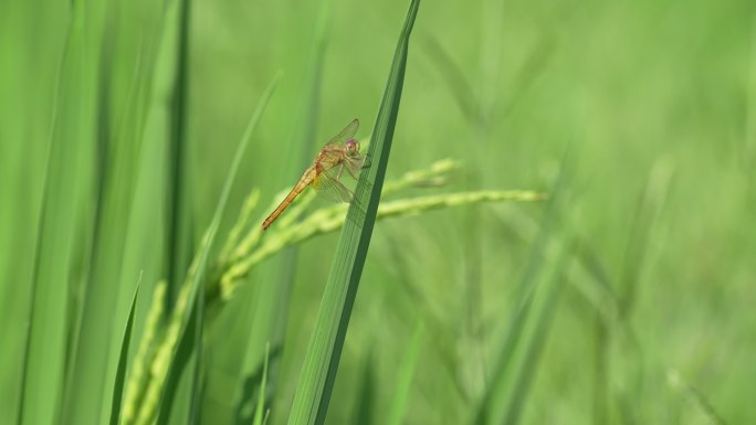 农业稻田蜻蜓昆虫
