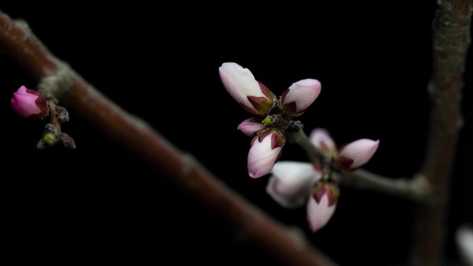 桃花开花延时