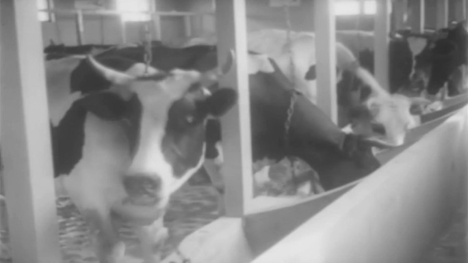 50年代养牛技术突破视频