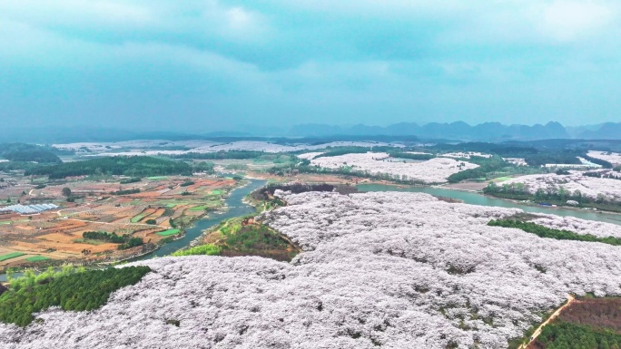 4K航拍延时摄影贵州平坝樱花盛放风景