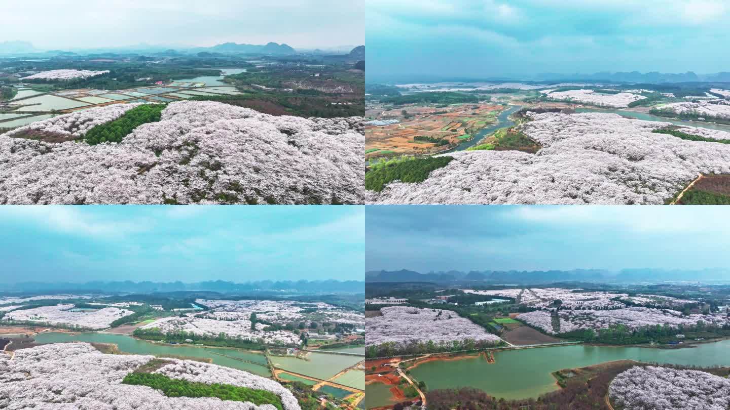 4K航拍延时摄影贵州平坝樱花盛放风景