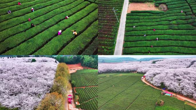 4K航拍贵州安顺市平坝樱花茶场自然美景