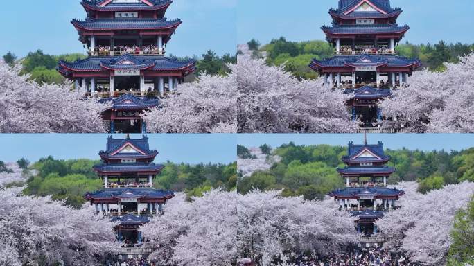 无锡鼋头渚樱花航拍大景