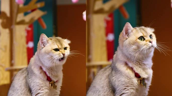 4k萌宠宠物猫金渐层猫咖暖色实拍竖版视频