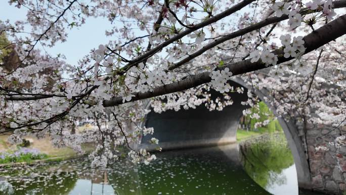 樱花烂漫，春风渐暖