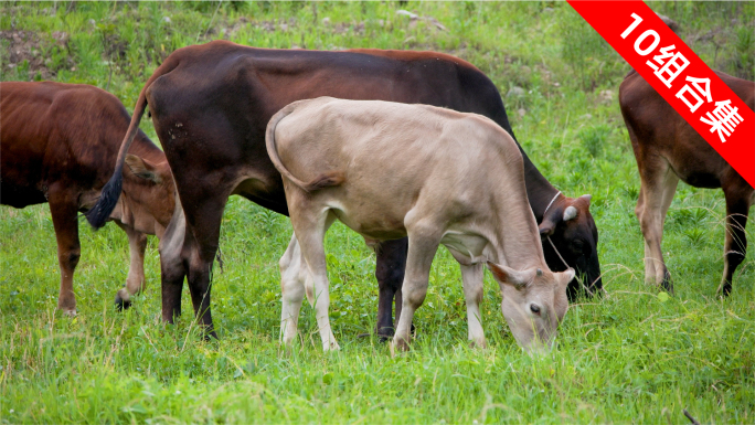 生态养殖：黄牛在农场湿地吃草的悠然时光