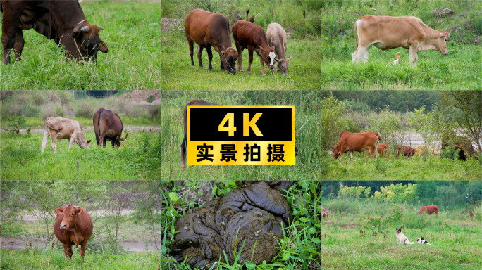 生态养殖：黄牛在农场湿地吃草的悠然时光