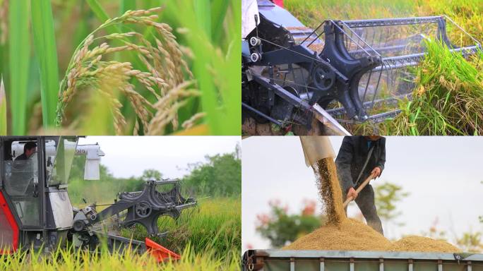 水稻成熟机械收割田间收割久保田收割机