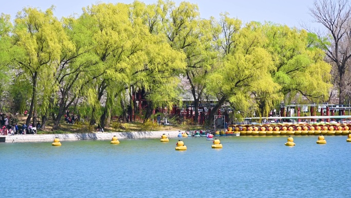 北京春天玉渊潭公园湖面蓝天柳树风光