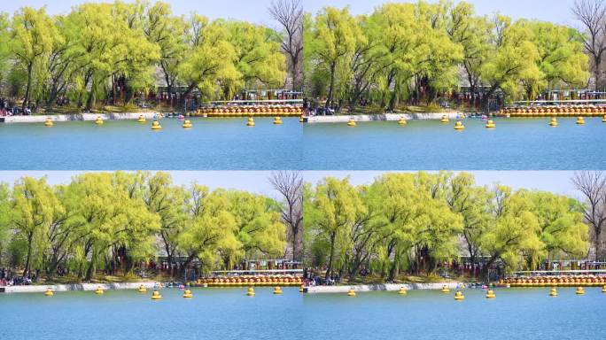 北京春天玉渊潭公园湖面蓝天柳树风光