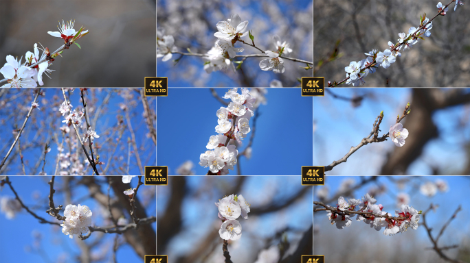 桃花桃树 花开 春天