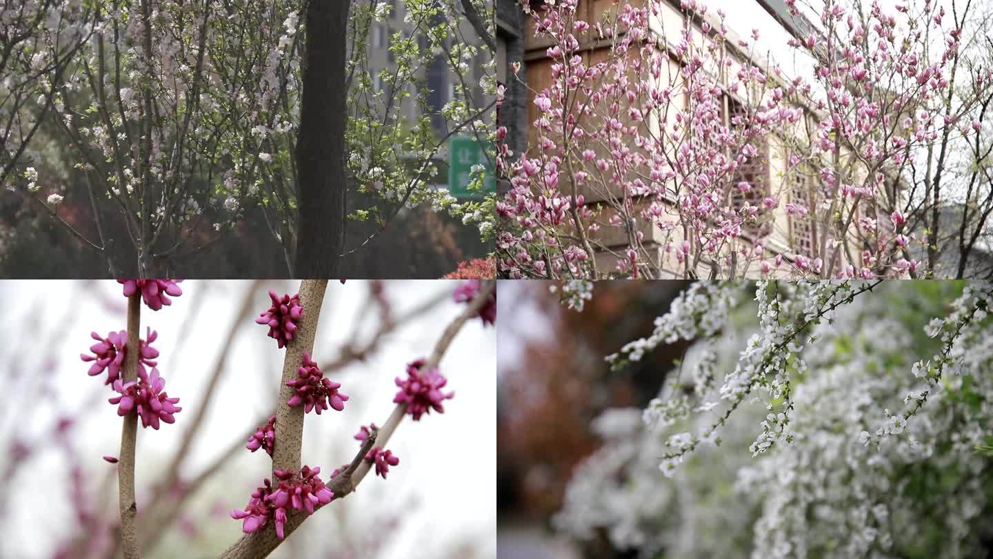 春天素材、发芽、花、桃花、梅花