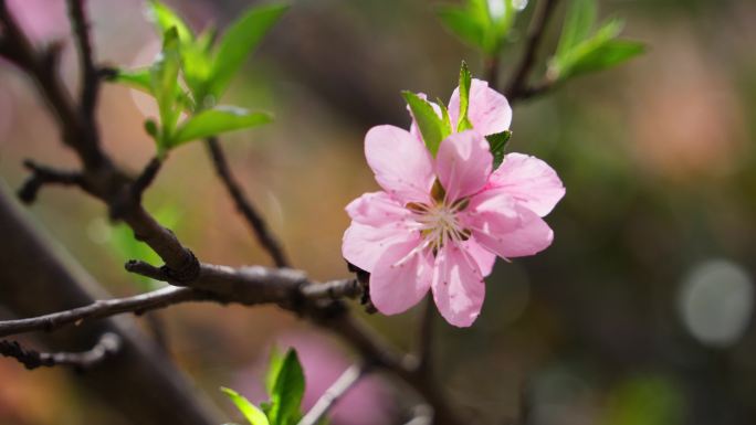 桃花