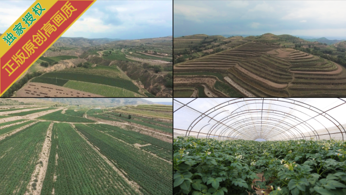 1080P实景航拍高原丘陵马铃薯种植地