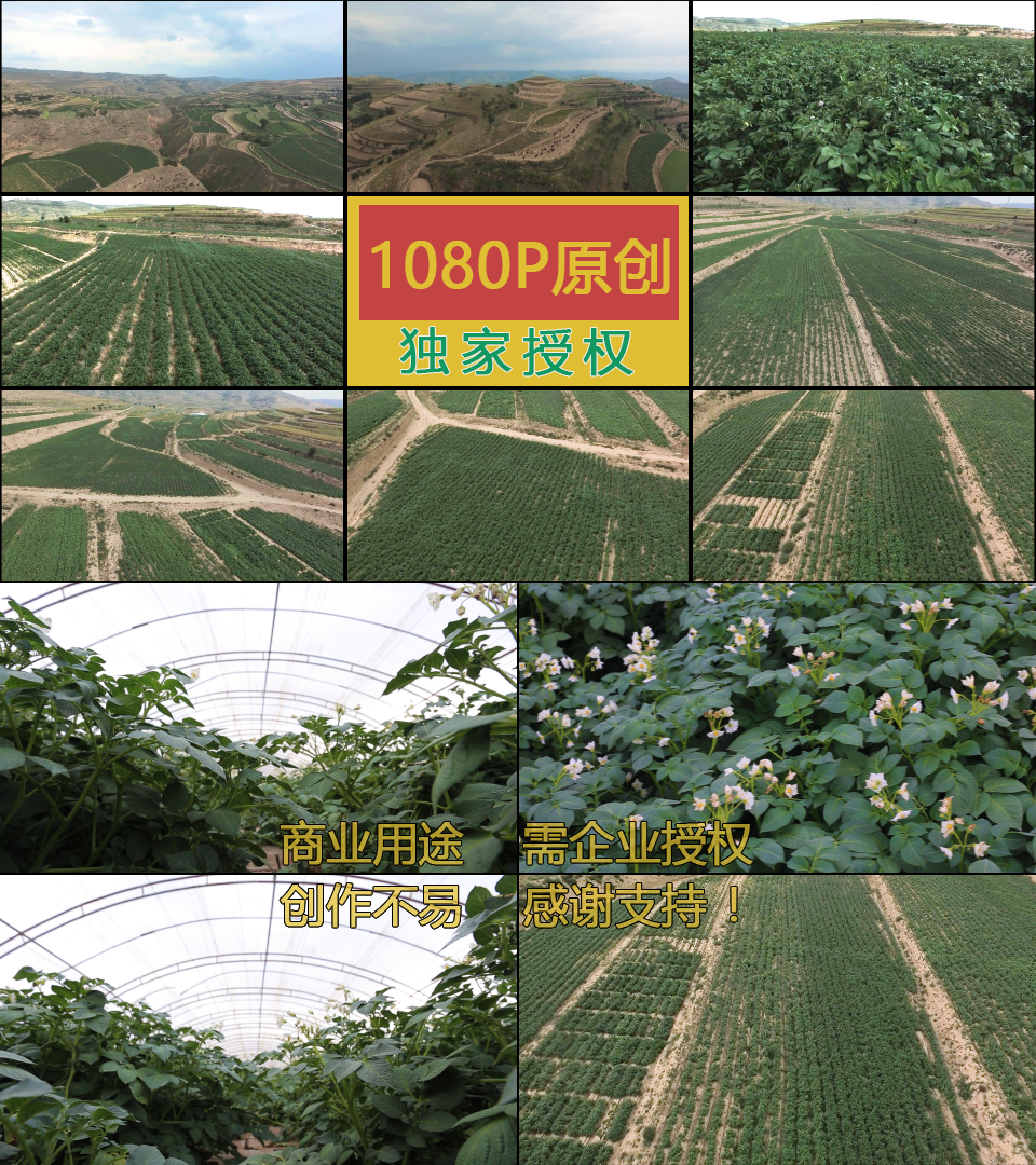 1080P实景航拍高原丘陵马铃薯种植地