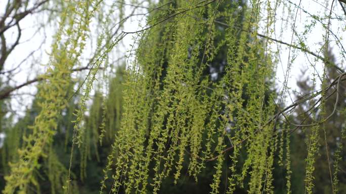 春天柳树 枝芽