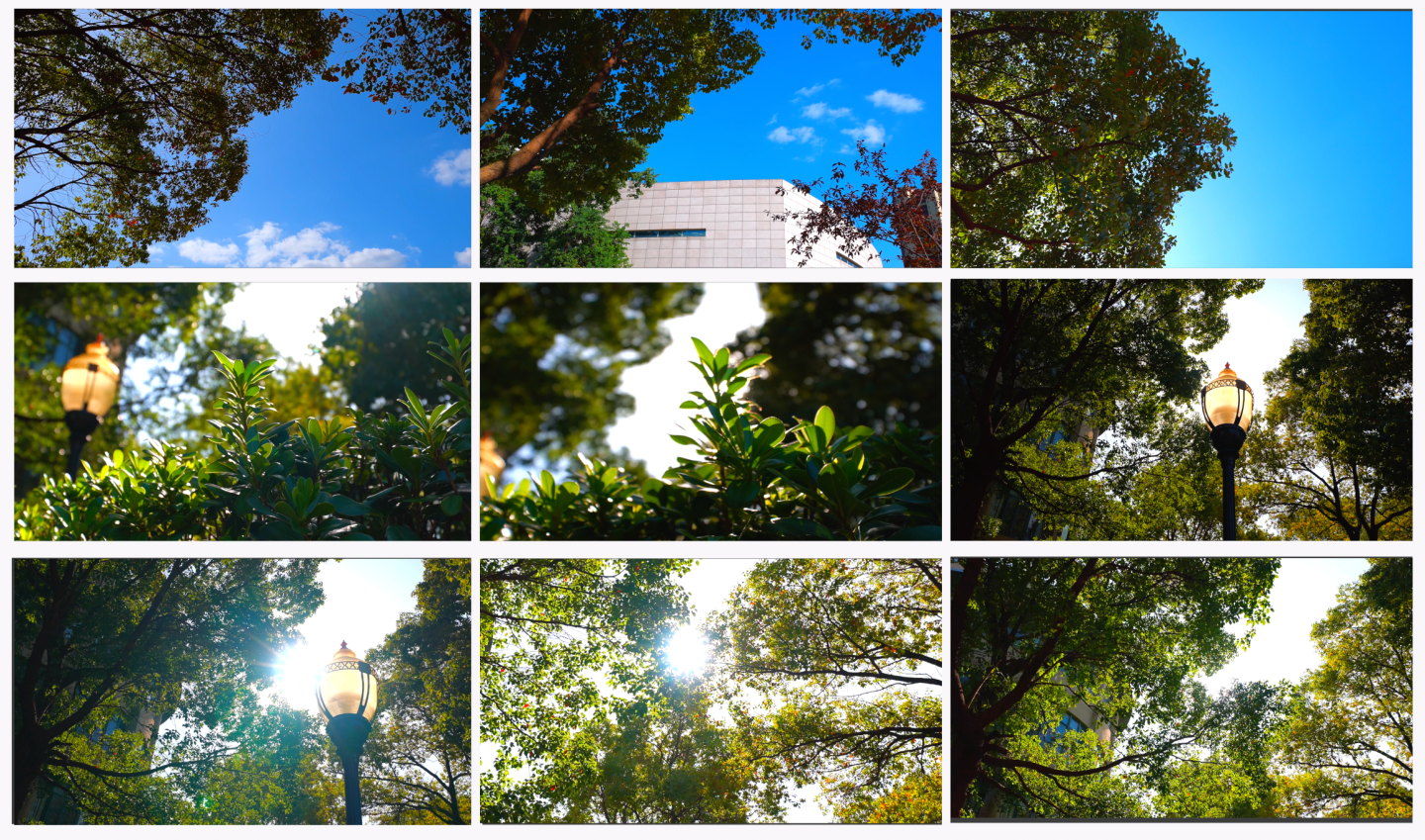 树叶校园空镜头阳光植物光影写意美好绿色