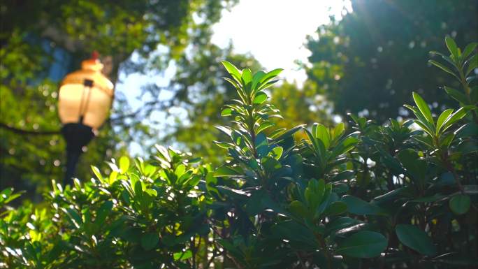 树叶校园空镜头阳光植物光影写意美好绿色