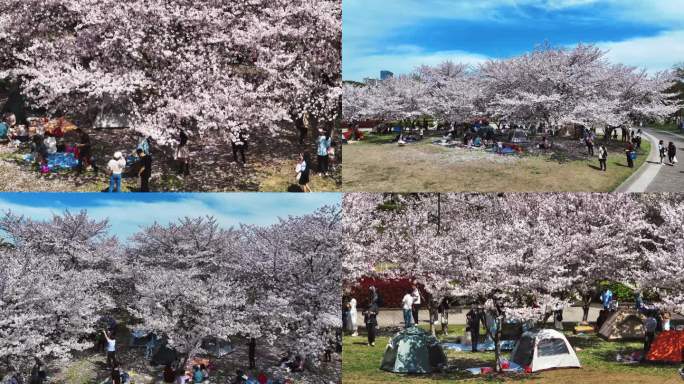 4K航拍苏州石湖景区樱花树露营