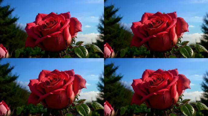 玫瑰花玫瑰花园鲜花红色玫瑰花情人节红玫瑰