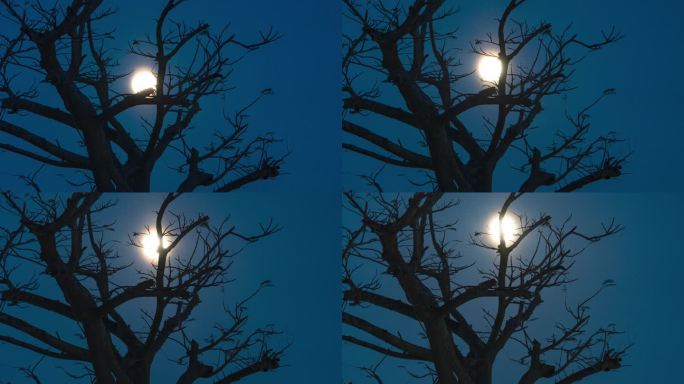 【延时摄影】月亮越过树梢