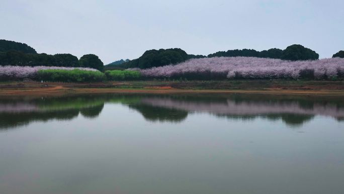 4K航拍贵州安顺平坝樱花盛景