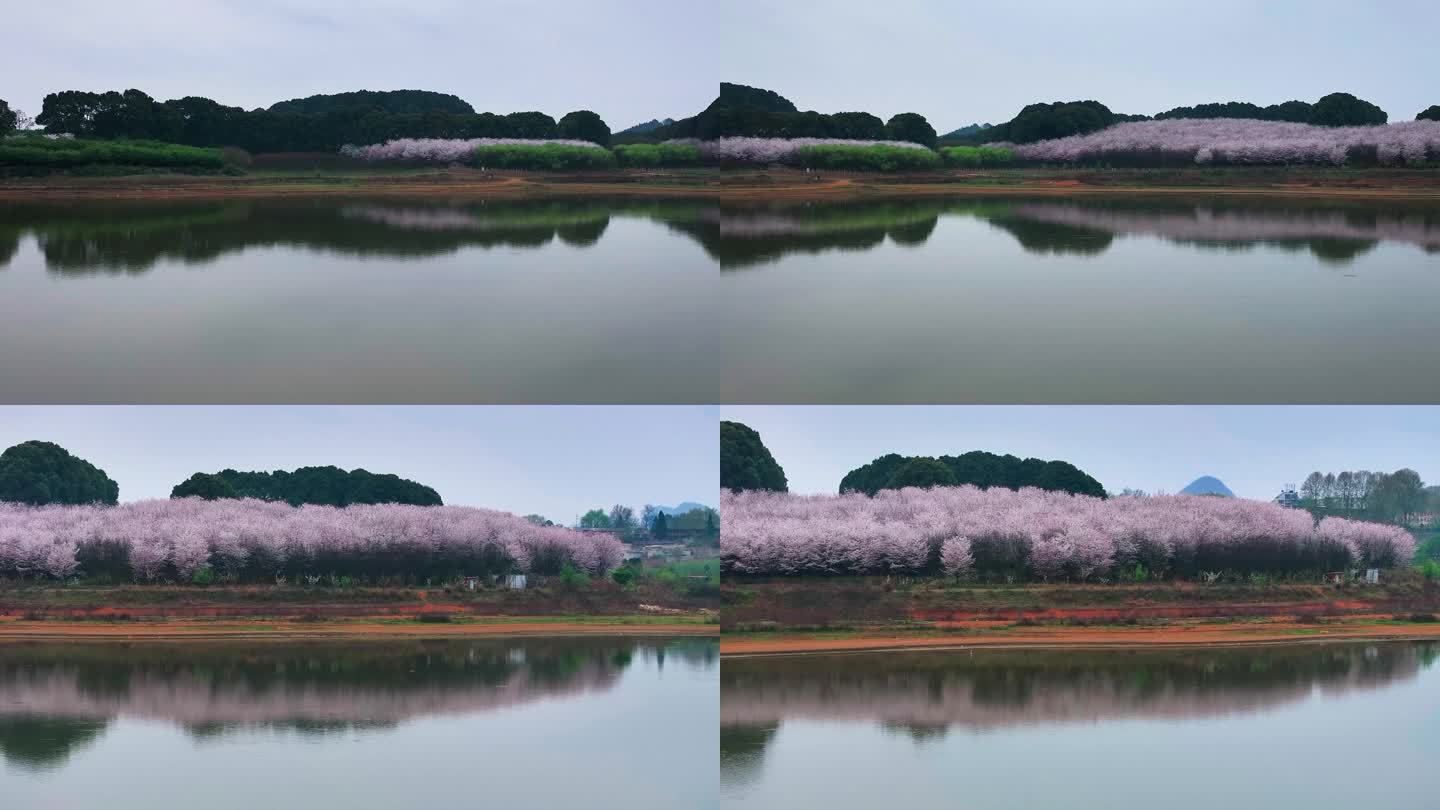 4K航拍贵州安顺平坝樱花盛景