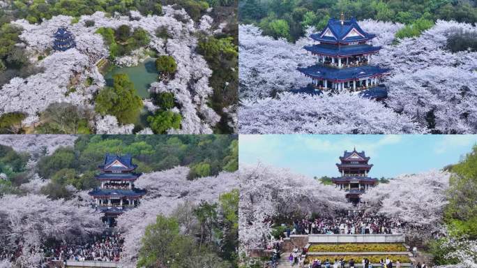 无锡鼋头渚樱花