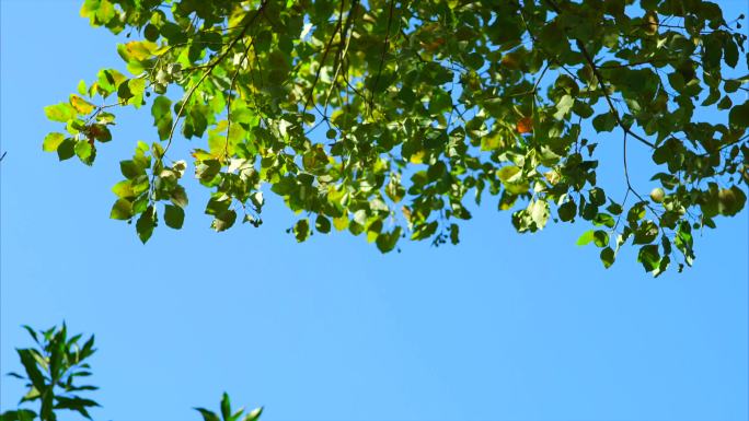 校园空镜阳光树叶植物光影写意美好绿色