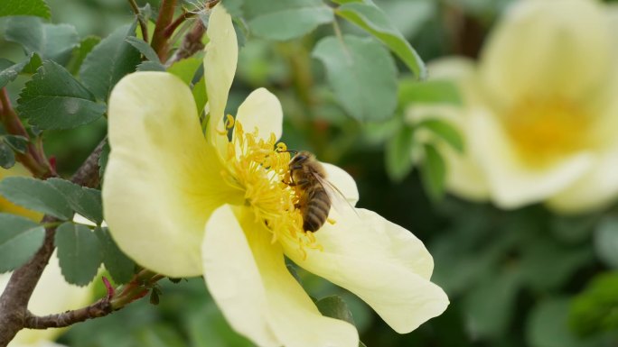 小蜜蜂在花瓣上飞舞采蜜