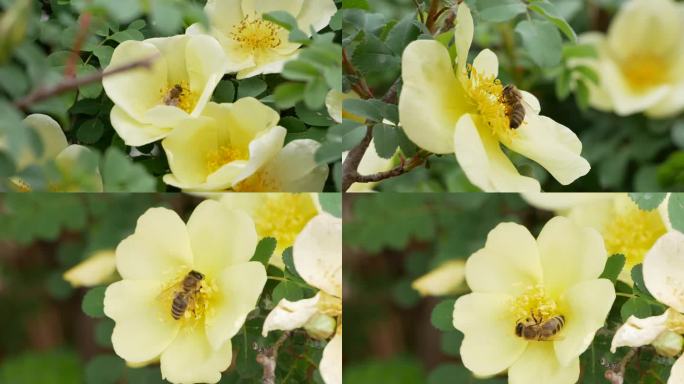 小蜜蜂在花瓣上飞舞采蜜
