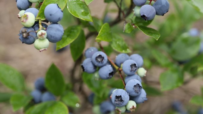 采摘田园里的蓝莓