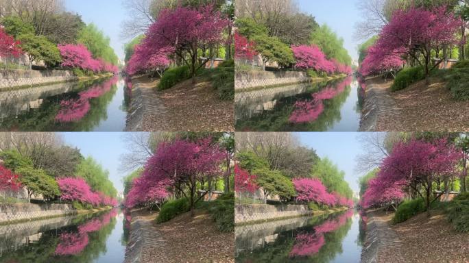春天河边的粉色桃花